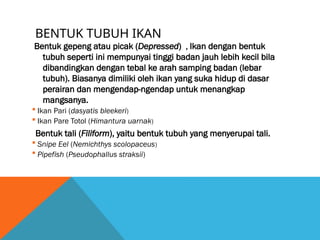 BENTUK TUBUH IKAN
Bentuk gepeng atau picak (Depressed) , Ikan dengan bentuk
tubuh seperti ini mempunyai tinggi badan jauh lebih kecil bila
dibandingkan dengan tebal ke arah samping badan (lebar
tubuh). Biasanya dimiliki oleh ikan yang suka hidup di dasar
perairan dan mengendap-ngendap untuk menangkap
mangsanya.
 Ikan Pari (dasyatis bleekeri)
 Ikan Pare Totol (Himantura uarnak)
Bentuk tali (Filiform), yaitu bentuk tubuh yang menyerupai tali.
 Snipe Eel (Nemichthys scolopaceus)
 Pipefish (Pseudophallus straksii)
 