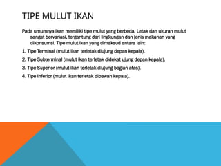 TIPE MULUT IKAN
Pada umumnya ikan memiliki tipe mulut yang berbeda. Letak dan ukuran mulut
sangat bervariasi, tergantung dari lingkungan dan jenis makanan yang
dikonsumsi. Tipe mulut ikan yang dimaksud antara lain:
1. Tipe Terminal (mulut ikan terletak diujung depan kepala).
2. Tipe Subterminal (mulut ikan terletak didekat ujung depan kepala).
3. Tipe Superior (mulut ikan terletak diujung bagian atas).
4. Tipe Inferior (mulut ikan terletak dibawah kepala).
 