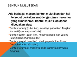 BENTUK MULUT IKAN
Ada berbagai macam bentuk mulut ikan dan hal
tersebut berkaitan erat dengan jenis makanan
yang dimakannya. Bentuk mulut ikan dapat
dibedakan atas:
Bentuk tabung (tube like), misalnya pada ikan Tangkur
Kuda (Hippocampus histrix)
Bentuk paruh (beak like), misalnya pada ikan Julung-
julung (Hemirhamphus far)
Bentuk gergaji (saw like) misalnya pada ikan Cucut
Gergaji (Pristis microdon)
Bentuk terompet, misalnya pada Campylomormyrus
Elephas.
 