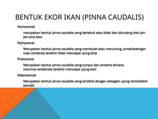 BENTUK EKOR IKAN (PINNA CAUDALIS)
Homocercal
merupakan bentuk pinna caudalis yang berlekuk atau tidak dan ditunjang oleh jari-
jari sirip ekor
Diphycercal
Merupakan bentuk pinna caudalis yang membulat atau meruncing, simetrisdengan
ruas vertebrae terakhir tidak mencapai ujung sirip
Protocercal
Merupakan bentuk pinna caudalis yang tumpul dan simetris dimana
columna vertebralis terakhir mencapai ujung ekor
Heterocercal
Merupakan bentuk pinna caudalis yang simetris dengan sebagian ujung ventrallebih
pendek
 