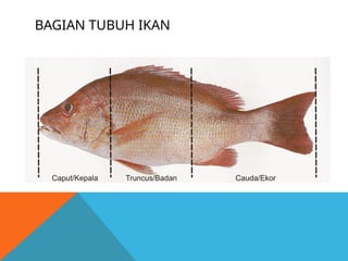 BAGIAN TUBUH IKAN
 