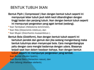 BENTUK TUBUH IKAN
Bentuk Pipih ( Compressed ) Ikan dengan bentuk tubuh seperti ini
mempunyai lebar tubuh jauh lebih kecil dibandingkan dengan
tinggi badan dan panjang tubuh. Ikan dengan bentuk tubuh seperti
ini mempunyai pergerakan yang agak lambat (sedang).
 Ikan Tambakan (Helestoma temmineki),
 Ikan Nila (Oreocromis niloticus), dan
 Ikan Mujair (Orecrhomis mussambicus ).
Bentuk Bola (Globiform), Ikan dengan bentuk tubuh seperti ini
bertubuh pendek dan gemuk dan jika sedang mengembang maka
bentuk tubuhnya akan menyerupai bola. Cara mengembangnya
yaitu dengan cara mengisi badannya dengan udara. Biasanya
terjadi saat ikan dalam keadaan bahaya. Ikan dengan bentuk
tubuh seperti ini mempunyai pergerakan yang lambat.
 Ikan Buntal (Diodon hystrix),

Ikan Buntal Batu (Ostraction nasus), dan

Ikan Jebong (Abalistes stellaris).
 