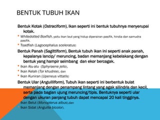 BENTUK TUBUH IKAN
Bentuk Kotak (Ostraciform), Ikan seperti ini bentuk tubuhnya menyerupai
kotak.
 Whitedotted Boxfish, yaitu ikan laut yang hidup diperairan pasifik, hindia dan samudra
pasifik.
 Toadfish (Lagocephalus sceleratus)
Bentuk Panah (Sagittiform), Bentuk tubuh ikan ini seperti anak panah,
kepalanya lancip/ meruncing, badan memanjang kebelakang dengan
bentuk yang hampir seimbang dan ekor bercagak.
 Ikan Alu-alu (Sphyraene jello),
 Ikan Kelah (Tor khudree), dan
 Ikan Kuniran (Upeneus vittatis)
Bentuk Ular (Anguilliform), Tubuh ikan seperti ini berbentuk bulat
memanjang dengan penampang lintang yang agak silindris dan kecil,
serta pada bagian ujung meruncing/tipis. Bentuknya seperti ular
dengan ukuran panjang tubuh dapat mencapai 20 kali tingginya.
 Ikan Belut (Monopterus albus),dan
 Ikan Sidat (Anguilla bicolor).
 