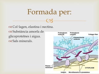 Formada per:

 Col·lagen, elastina i nectina.
 Substància amorfa de
glicoproteïnes i aigua.
 Sals minerals.

 