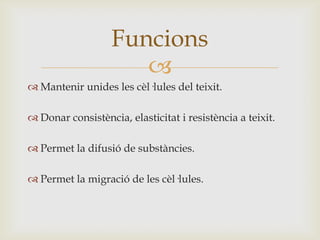 Funcions

 Mantenir unides les cèl·lules del teixit.

 Donar consistència, elasticitat i resistència a teixit.
 Permet la difusió de substàncies.
 Permet la migració de les cèl·lules.

 