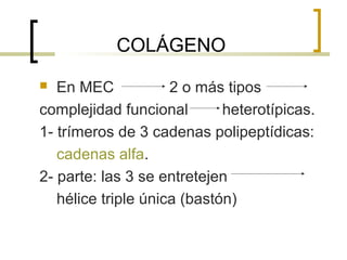 COLÁGENO
  En MEC            2 o más tipos
complejidad funcional        heterotípicas.
1- trímeros de 3 cadenas polipeptídicas:
   cadenas alfa.
2- parte: las 3 se entretejen
   hélice triple única (bastón)
 