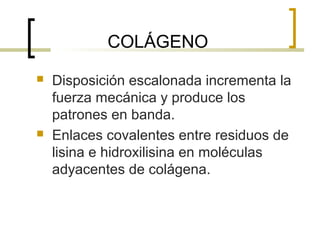 COLÁGENO
   Disposición escalonada incrementa la
    fuerza mecánica y produce los
    patrones en banda.
   Enlaces covalentes entre residuos de
    lisina e hidroxilisina en moléculas
    adyacentes de colágena.
 