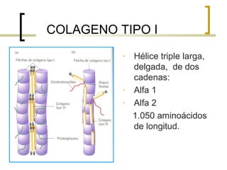 COLAGENO TIPO I
          -   Hélice triple larga,
              delgada, de dos
              cadenas:
          -   Alfa 1
          -   Alfa 2
              1.050 aminoácidos
              de longitud.
 
