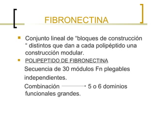 FIBRONECTINA
   Conjunto lineal de “bloques de construcción
    “ distintos que dan a cada polipéptido una
    construcción modular.
   POLIPEPTIDO DE FIBRONECTINA
    Secuencia de 30 módulos Fn plegables
    independientes.
    Combinación           5 o 6 dominios
     funcionales grandes.
 