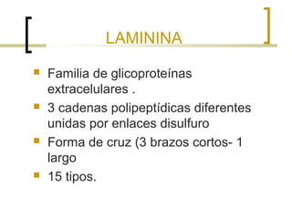 LAMININA
   Familia de glicoproteínas
    extracelulares .
   3 cadenas polipeptídicas diferentes
    unidas por enlaces disulfuro
   Forma de cruz (3 brazos cortos- 1
    largo
   15 tipos.
 