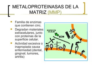METALOPROTEINASAS DE LA
         MATRIZ (MMP)
   Familia de enzimas
    que contienen cinc.
   Degradan materiales
    extracelulares, junto
    con proteínas de la
    superficie celular.
   Actividad excesiva o
    inapropiada causa
    enfermedad.(dental,
    gingival, tumores,
    artritis)
 