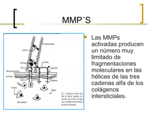 MMP´S
       Las MMPs
        activadas producen
        un número muy
        limitado de
        fragmentaciones
        moleculares en las
        hélices de las tres
        cadenas alfa de los
        colágenos
        intersticiales.
 