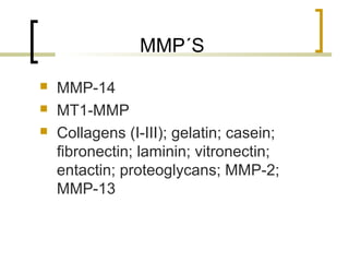 MMP´S
   MMP-14
   MT1-MMP
   Collagens (I-III); gelatin; casein;
    fibronectin; laminin; vitronectin;
    entactin; proteoglycans; MMP-2;
    MMP-13
 