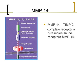 MMP-14

       MMP-14 – TIMP-2
        complejo receptor a
        otra molécula no
        receptora MMP-14.
 