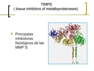 TIMPS
    ( tissue inhibitors of metalloproteinases)




    Principales
     inhibidores
     fisiológicos de las
     MMP´S.
 