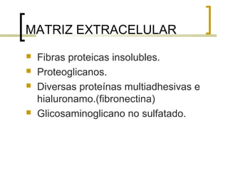 MATRIZ EXTRACELULAR
   Fibras proteicas insolubles.
   Proteoglicanos.
   Diversas proteínas multiadhesivas e
    hialuronamo.(fibronectina)
   Glicosaminoglicano no sulfatado.
 