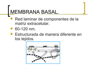 MEMBRANA BASAL.
   Red laminar de componentes de la
    matriz extracelular.
   60-120 nm.
   Estructurada de manera diferente en
    los tejidos.
 