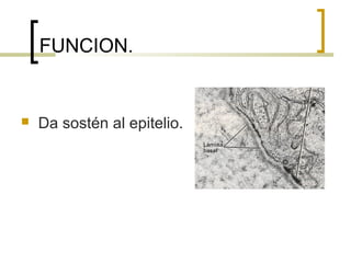 FUNCION.


   Da sostén al epitelio.
 