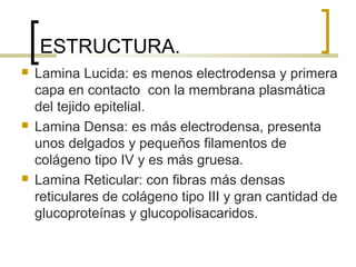 ESTRUCTURA.
   Lamina Lucida: es menos electrodensa y primera
    capa en contacto con la membrana plasmática
    del tejido epitelial.
   Lamina Densa: es más electrodensa, presenta
    unos delgados y pequeños filamentos de
    colágeno tipo IV y es más gruesa.
   Lamina Reticular: con fibras más densas
    reticulares de colágeno tipo III y gran cantidad de
    glucoproteínas y glucopolisacaridos.
 