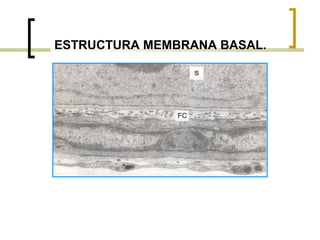 ESTRUCTURA MEMBRANA BASAL.
 