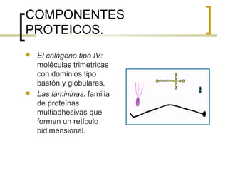 COMPONENTES
PROTEICOS.
   El colágeno tipo IV:
    moléculas trimetricas
    con dominios tipo
    bastón y globulares.
   Las lámininas: familia
    de proteínas
    multiadhesivas que
    forman un retículo
    bidimensional.
 
