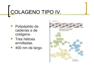 COLAGENO TIPO IV.

   Polipéptido de
    cadenas α de
    colágeno.
   Tres hélices
    enrolladas.
   400 nm de largo.
 