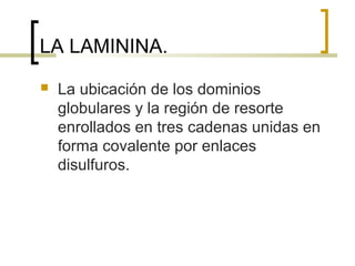 LA LAMININA.
   La ubicación de los dominios
    globulares y la región de resorte
    enrollados en tres cadenas unidas en
    forma covalente por enlaces
    disulfuros.
 