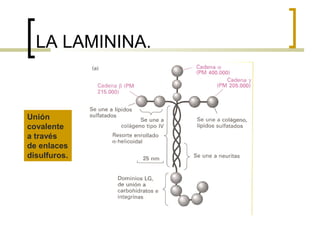 LA LAMININA.



Unión
covalente
a través
de enlaces
disulfuros.
 