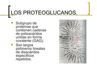 LOS PROTEOGLUCANOS.
   Subgrupo de
    proteínas que
    contienen cadenas
    de polisacáridos
    unidas en forma
    covalente (GAG).
   Son largos
    polímeros lineales
    de disacáridos
    específicos
    repetidos.
 