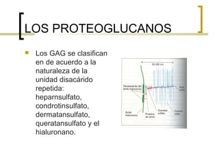 LOS PROTEOGLUCANOS
   Los GAG se clasifican
    en de acuerdo a la
    naturaleza de la
    unidad disacárido
    repetida:
    heparnsulfato,
    condrotinsulfato,
    dermatansulfato,
    queratansulfato y el
    hialuronano.
 
