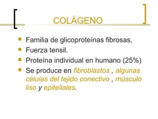 COLÁGENO
   Familia de glicoproteínas fibrosas.
   Fuerza tensil.
   Proteína individual en humano (25%)
   Se produce en fibroblastos , algunas
    células del tejido conectivo , músculo
    liso y epiteliales.
 