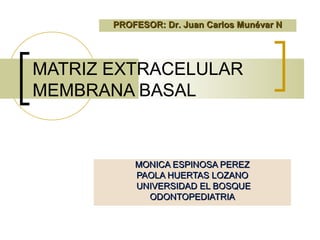 PROFESOR: Dr. Juan Carlos Munévar N




MATRIZ EXTRACELULAR
MEMBRANA BASAL



           MONICA ESPINOSA PEREZ
           PAOLA HUERTAS LOZANO
           UNIVERSIDAD EL BOSQUE
             ODONTOPEDIATRIA
 