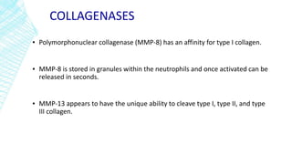 COLLAGENASES
▪ Polymorphonuclear collagenase (MMP-8) has an affinity for type I collagen.
▪ MMP-8 is stored in granules within the neutrophils and once activated can be
released in seconds.
▪ MMP-13 appears to have the unique ability to cleave type I, type II, and type
III collagen.
 