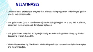 GELATINASES
▪ Gelatinase is a proteolytic enzyme that allows a living organism to hydrolyse gelatin
into its sub-compounds .
▪ The gelatinases (MMP-2 and MMP-9) cleave collagen types IV, V, VII, and X, elastin,
basement membranes and denatured collagen.
▪ The gelatinases may also act synergistically with the collagenase family by further
degrading types I, II, and III.
▪ MMP-2 is secreted by fibroblasts, MMP-9 is produced predominantly by leukocytes
and keratinocytes.
 