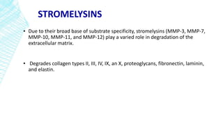STROMELYSINS
▪ Due to their broad base of substrate specificity, stromelysins (MMP-3, MMP-7,
MMP-10, MMP-11, and MMP-12) play a varied role in degradation of the
extracellular matrix.
▪ Degrades collagen types II, III, IV, IX, an X, proteoglycans, fibronectin, laminin,
and elastin.
 