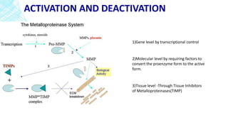 ACTIVATION AND DEACTIVATION
1)Gene level by transcriptional control
2)Molecular level by requiring factors to
convert the proenzyme form to the active
form.
3)Tissue level -Through Tissue Inhibitors
of Metalloproteinases(TIMP)
 