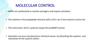 MOLECULAR CONTROL
▪ MMPs are synthesized as inactive zymogens and require activation.
▪ The cysteine in the propeptide interacts with a Zn2+ ion in the enzyme’s active site.
▪ This interaction, [Zn2+-cysteine], keeps the proMMP inactive
▪ Activation can occur by physical or chemical means by disturbing the cysteine –zinc
interaction of the cysteine switch .
 