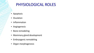 PHYSIOLOGICAL ROLES
▪ Apoptosis
▪ Ovulation
▪ Inflammation
▪ Angiogenesis
▪ Bone remodeling
▪ Mammary gland development
▪ Embryogenic remodeling
▪ Organ morphogenesis
 