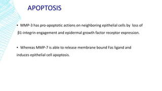 APOPTOSIS
▪ MMP-3 has pro-apoptotic actions on neighboring epithelial cells by loss of
β1-integrin engagement and epidermal growth factor receptor expression.
▪ Whereas MMP-7 is able to release membrane bound Fas ligand and
induces epithelial cell apoptosis.
 