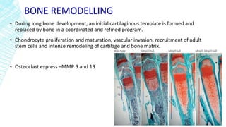 BONE REMODELLING
▪ During long bone development, an initial cartilaginous template is formed and
replaced by bone in a coordinated and refined program.
▪ Chondrocyte proliferation and maturation, vascular invasion, recruitment of adult
stem cells and intense remodeling of cartilage and bone matrix.
▪ Osteoclast express –MMP 9 and 13
 