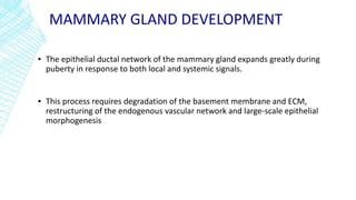 MAMMARY GLAND DEVELOPMENT
▪ The epithelial ductal network of the mammary gland expands greatly during
puberty in response to both local and systemic signals.
▪ This process requires degradation of the basement membrane and ECM,
restructuring of the endogenous vascular network and large-scale epithelial
morphogenesis
 
