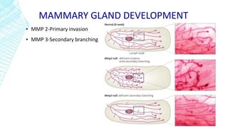 MAMMARY GLAND DEVELOPMENT
▪ MMP 2-Primary invasion
▪ MMP 3-Secondary branching
 