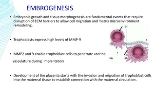 EMBROGENESIS
▪ Embryonic growth and tissue morphogenesis are fundamental events that require
disruption of ECM barriers to allow cell migration and matrix microenvironment
remodeling.
▪ Trophoblasts express high levels of MMP-9
▪ MMP2 and 9 enable trophoblast cells to penetrate uterine
vasculature during Implantation
▪ Development of the placenta starts with the invasion and migration of trophoblast cells
into the maternal tissue to establish connection with the maternal circulation .
 
