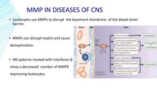MMP IN DISEASES OF CNS
▪ Leukocytes use MMPs to disrupt the basement membrane of the blood–brain
barrier.
▪ MMPs can disrupt myelin and cause
demyelination.
▪ MS patients treated with interferon-β
show a decreased number of MMP9
expressing leukocytes.
 