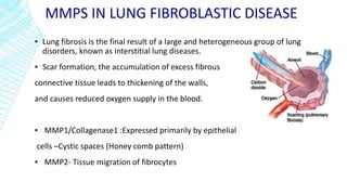 MMPS IN LUNG FIBROBLASTIC DISEASE
▪ Lung fibrosis is the final result of a large and heterogeneous group of lung
disorders, known as interstitial lung diseases.
▪ Scar formation, the accumulation of excess fibrous
connective tissue leads to thickening of the walls,
and causes reduced oxygen supply in the blood.
▪ MMP1/Collagenase1 :Expressed primarily by epithelial
cells –Cystic spaces (Honey comb pattern)
▪ MMP2- Tissue migration of fibrocytes
 