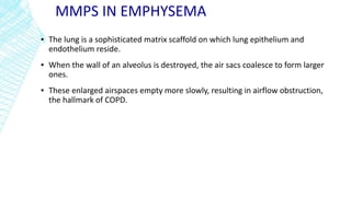 MMPS IN EMPHYSEMA
▪ The lung is a sophisticated matrix scaffold on which lung epithelium and
endothelium reside.
▪ When the wall of an alveolus is destroyed, the air sacs coalesce to form larger
ones.
▪ These enlarged airspaces empty more slowly, resulting in airflow obstruction,
the hallmark of COPD.
 