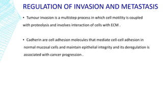 REGULATION OF INVASION AND METASTASIS
▪ Tumour invasion is a multistep process in which cell motility is coupled
with proteolysis and involves interaction of cells with ECM .
▪ Cadherin are cell adhesion molecules that mediate cell-cell adhesion in
normal mucosal cells and maintain epithelial integrity and its deregulation is
associated with cancer progression .
 