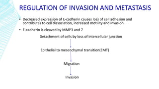 REGULATION OF INVASION AND METASTASIS
▪ Decreased expression of E-cadherin causes loss of cell adhesion and
contributes to cell dissociation, increased motility and invasion .
▪ E-cadherin is cleaved by MMP3 and 7
Detachment of cells by loss of intercellular junction
Epithelial to mesenchymal transition(EMT)
Migration
Invasion
 