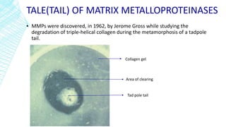TALE(TAIL) OF MATRIX METALLOPROTEINASES
▪ MMPs were discovered, in 1962, by Jerome Gross while studying the
degradation of triple-helical collagen during the metamorphosis of a tadpole
tail.
Tad pole tail
Area of clearing
Collagen gel
 
