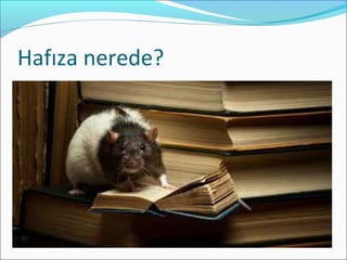 Hafıza nerede?
 